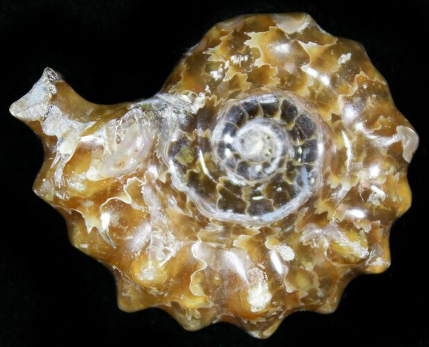 Polished, Agatized Douvilleiceras Ammonite - #29329